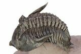 Detailed Metacanthina Trilobite With Enrolled Reedops #254151-2